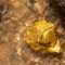 23.8.1556. Assaggiatori d'oro a Berceto